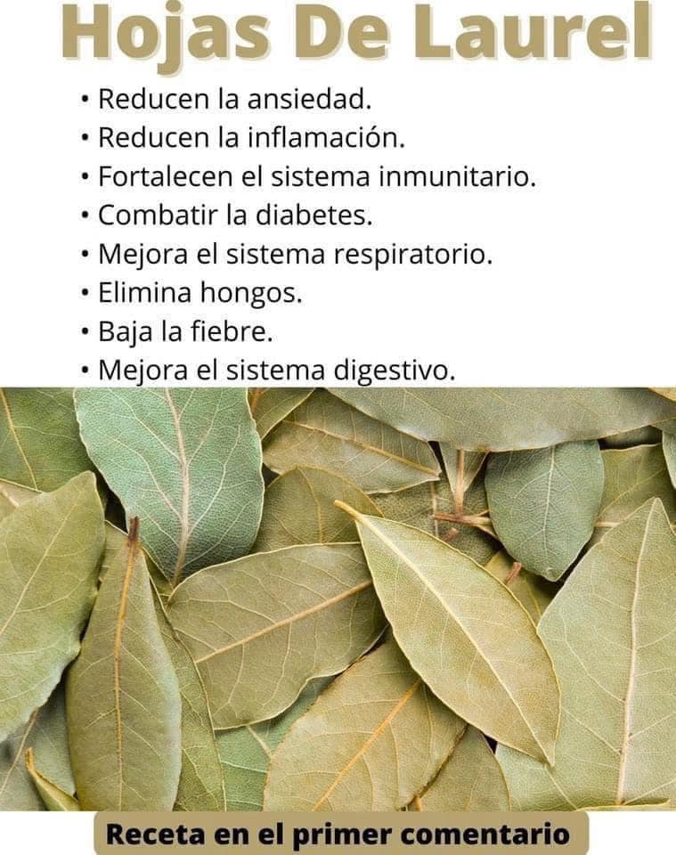 Usos para las Hojas de Laurel: Remedios Naturales y Beneficios