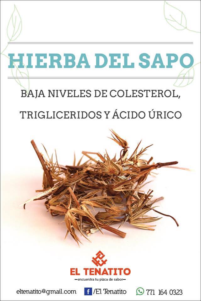 Hierba del Sapo: Reduce Colesterol, Trigliceridos y Acido Urico de forma Natural