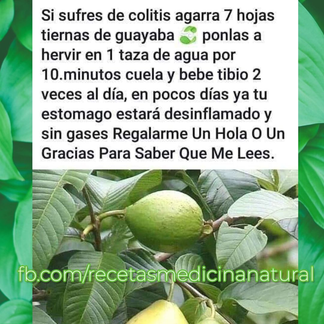 Remedio natural con hojas de guayaba para tratar la colitis