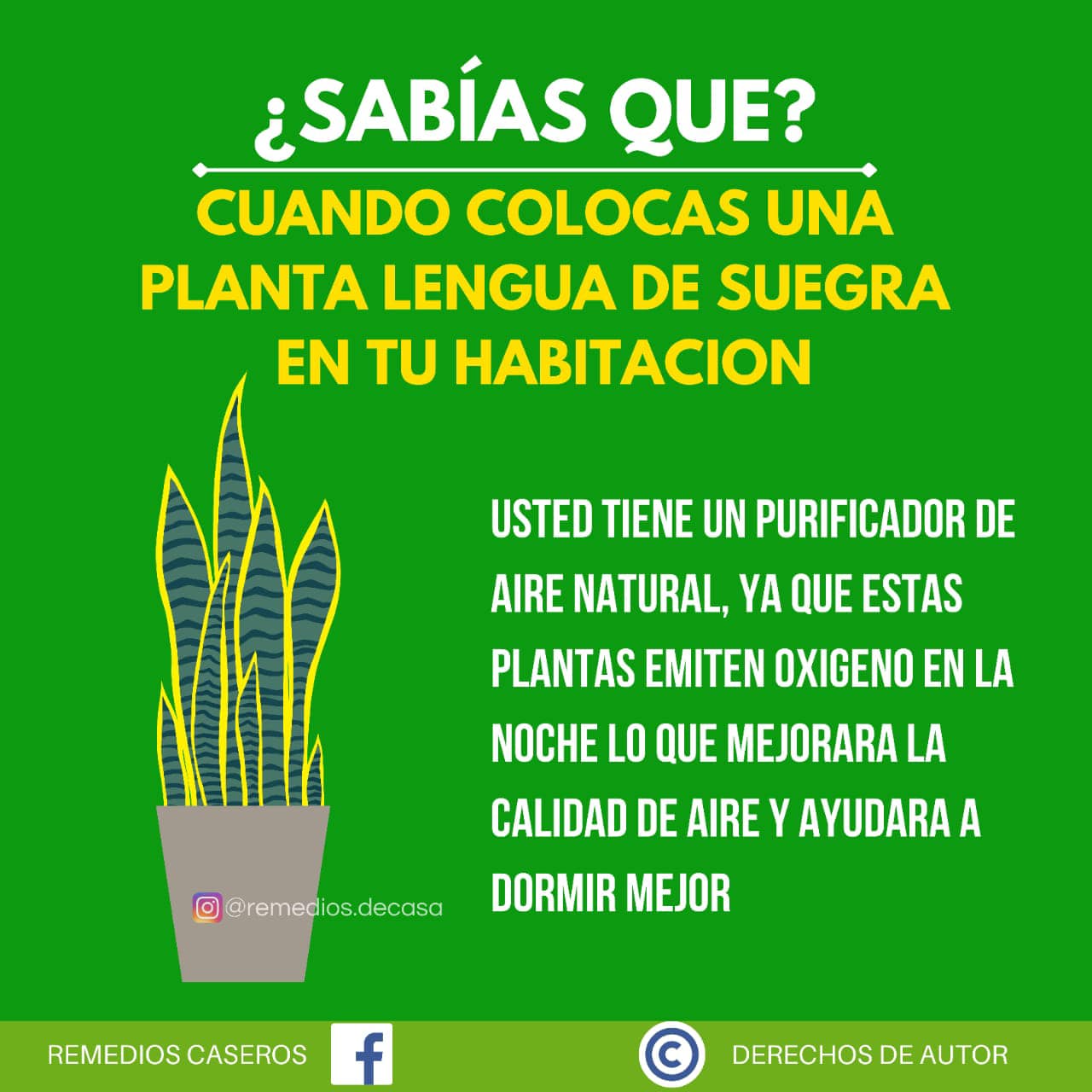 Beneficios de colocar la planta Lengua de Suegra en tu habitacion