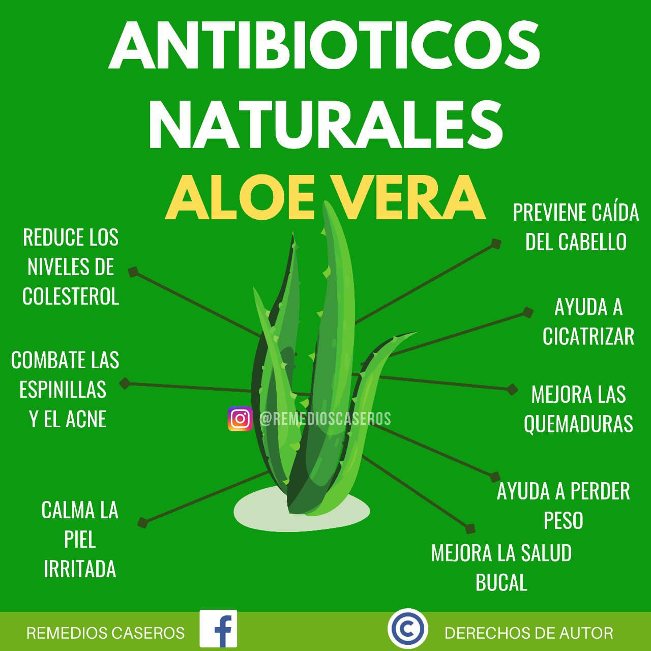 Beneficios del Aloe Vera en la salud y la belleza