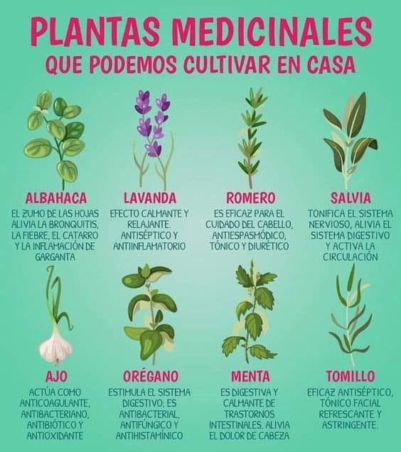 Beneficios de la Albahaca, Lavanda, Romero y Salvia en Remedios Naturales