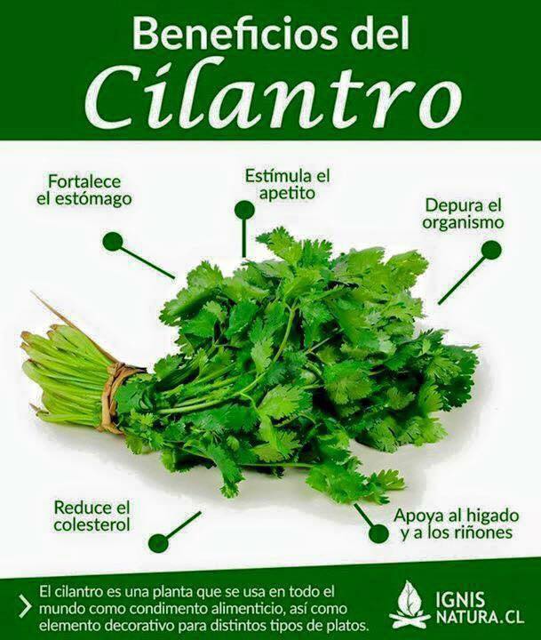 Beneficios del cilantro: fortalece el estomago y estimula el apetito