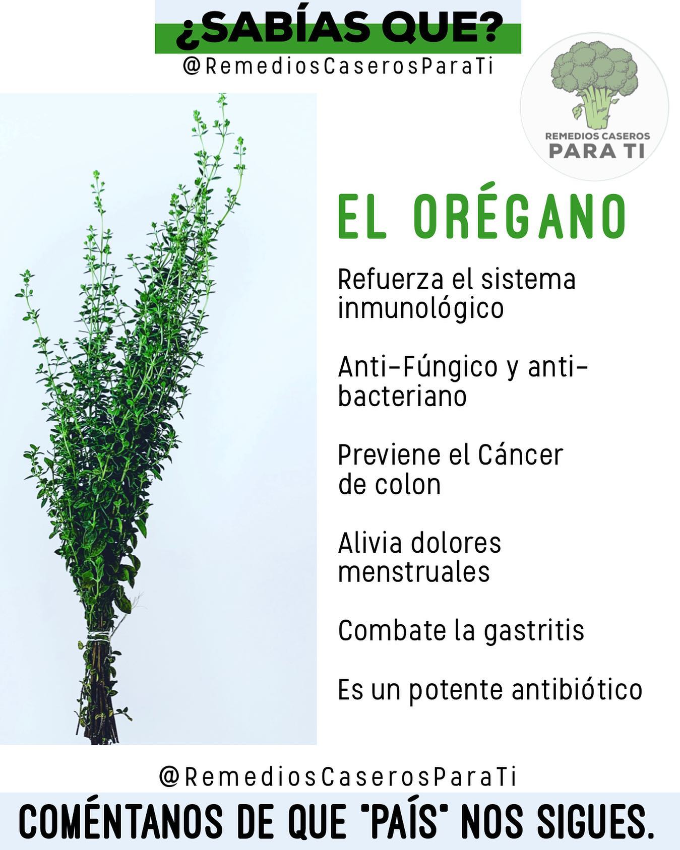 Beneficios del Oregano para la Salud: Remedio Natural Multifacetico