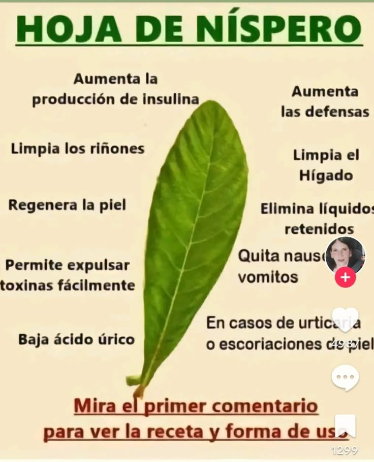 Beneficios de la Hoja de Nispero como Remedio Natural