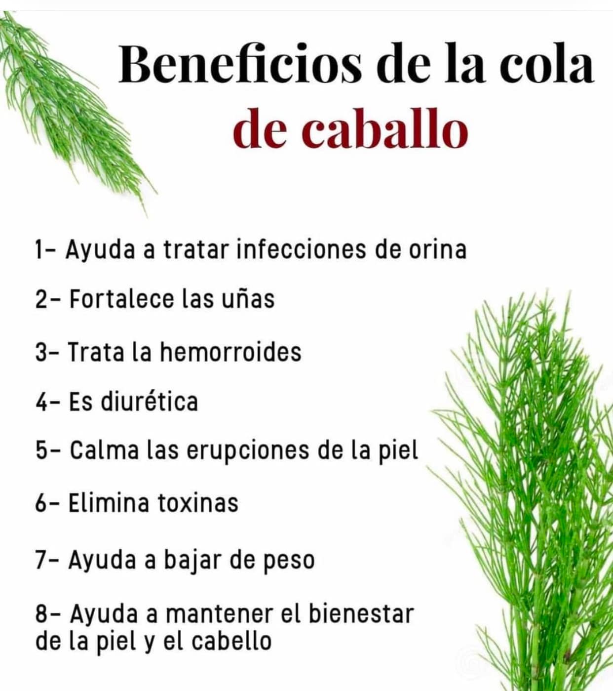 Descubre los Beneficios de la Cola de Caballo para tu Salud