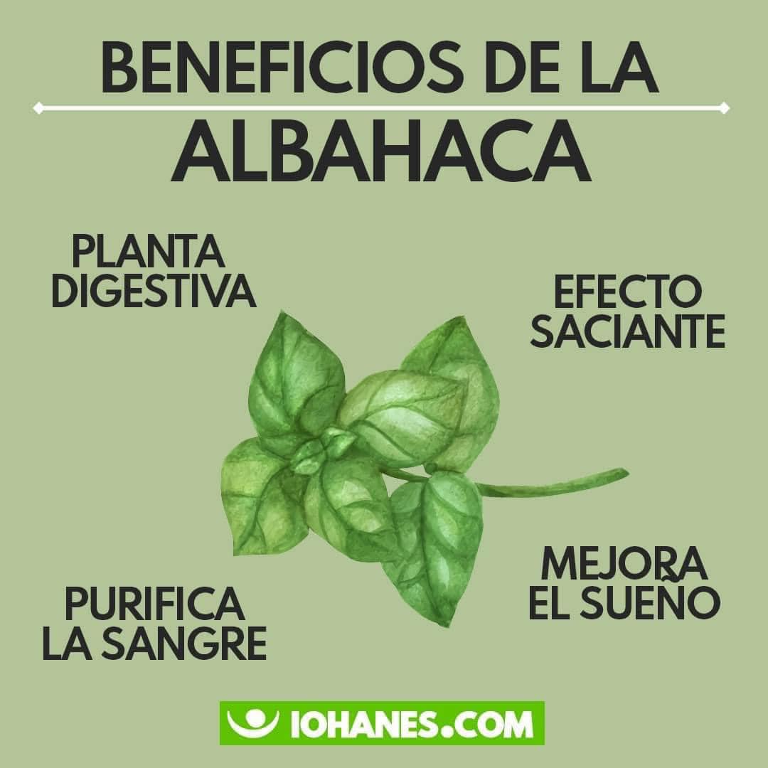 Beneficios de la Planta Digestiva: Efecto Saciante y Purificacion de la Sangre