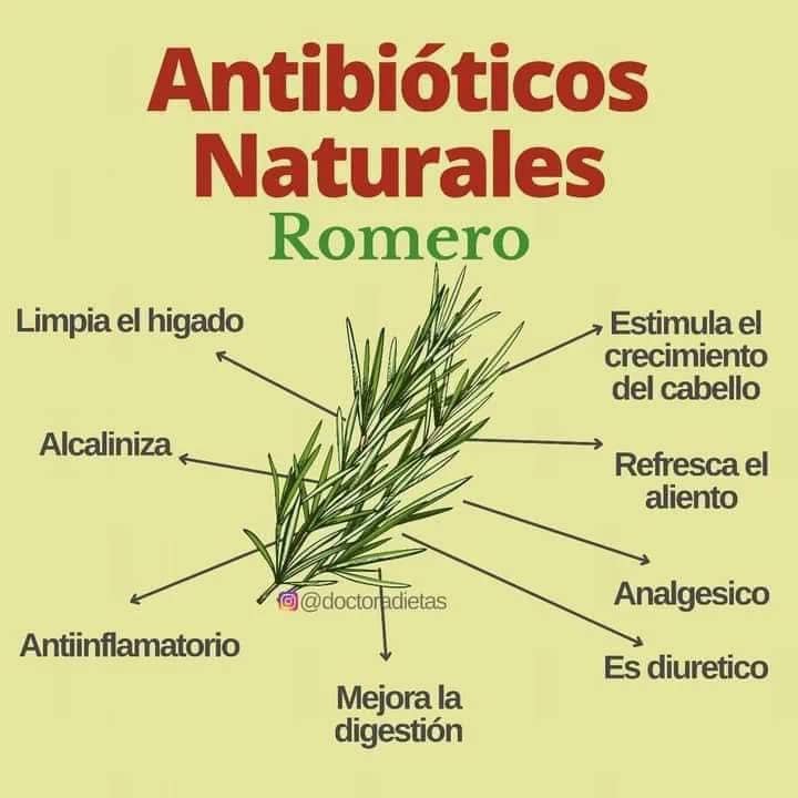 Beneficios del Romero: Un Antibiotico Natural para la Salud