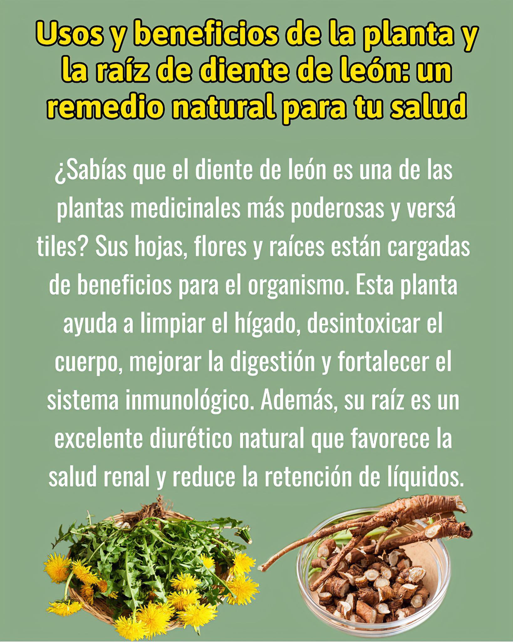 Diente de Leon: Un Poderoso Remedio Natural para tu Salud