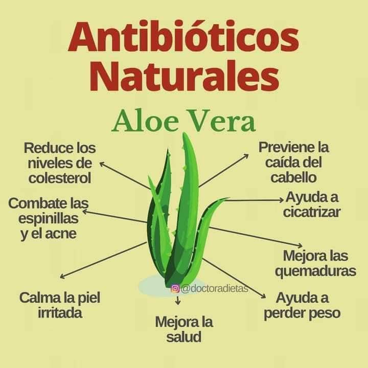 Aloe Vera: Un Antibiotico Natural para la Salud y Belleza