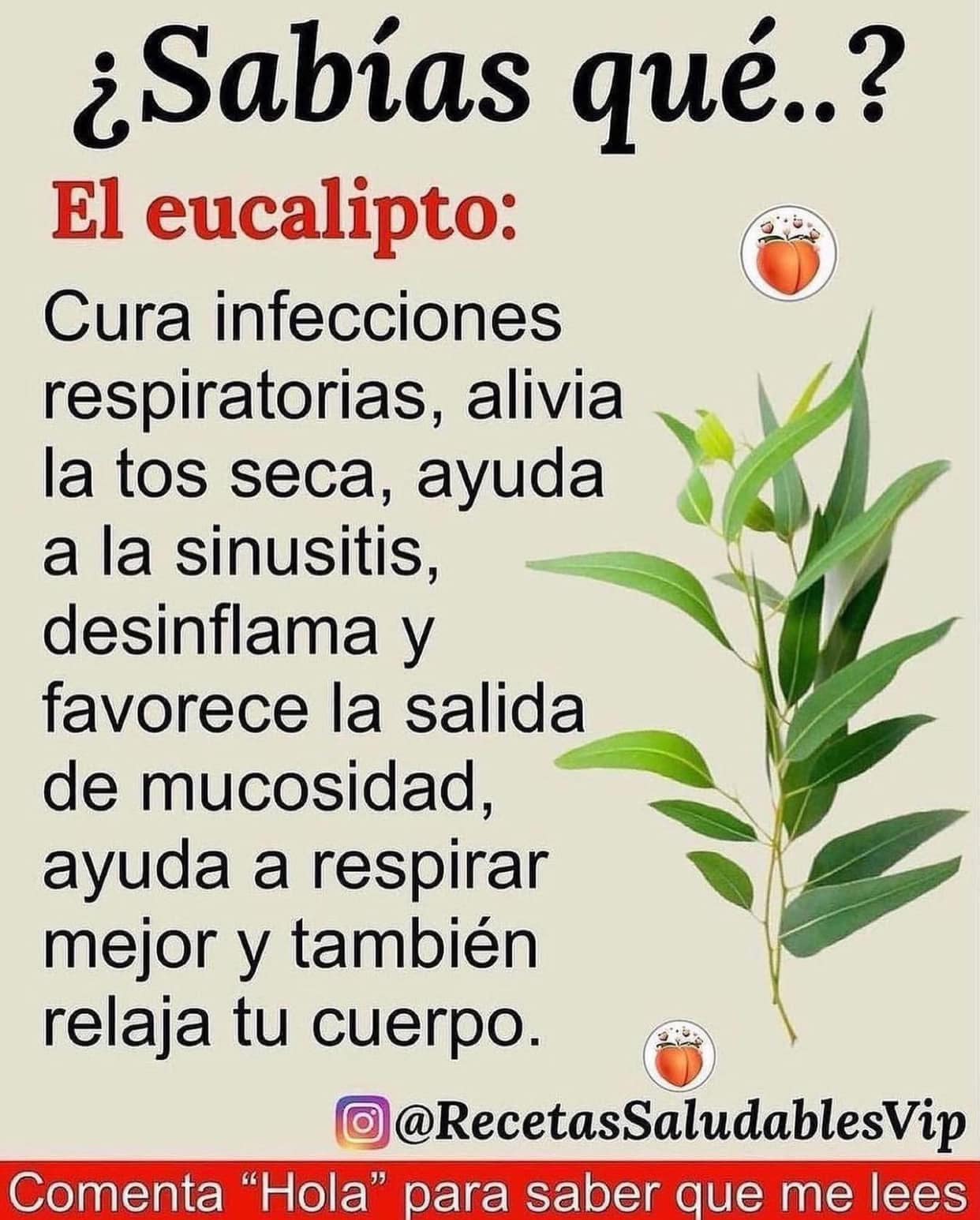 Eucalipto: Remedio Natural para Infecciones Respiratorias