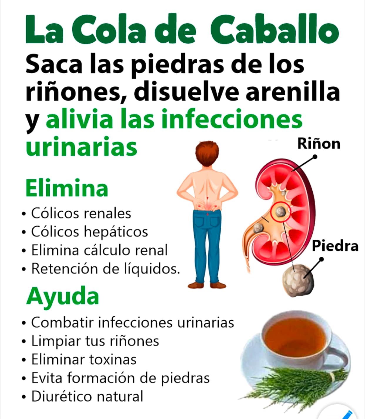 Cola de Caballo: Un Remedio Natural para la Salud Renal