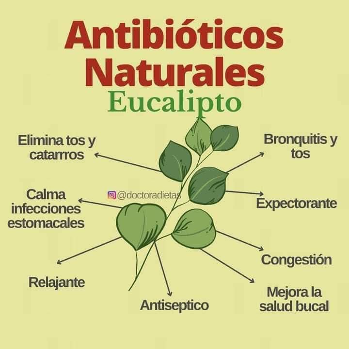 Eucalipto: Antibiotico Natural para la Tos y Bronquitis