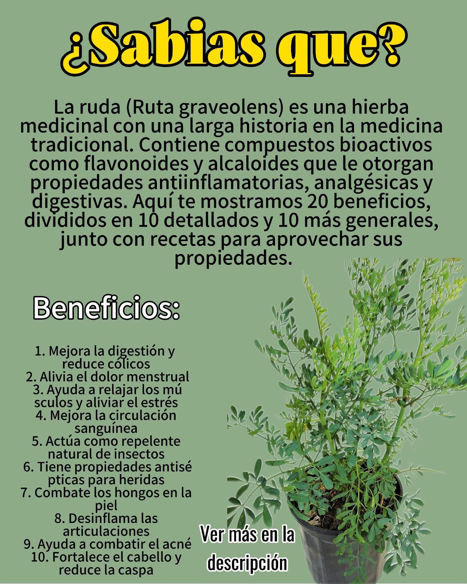 Beneficios de la Ruda: La Hierba Medicinal con Propiedades Asombrosas