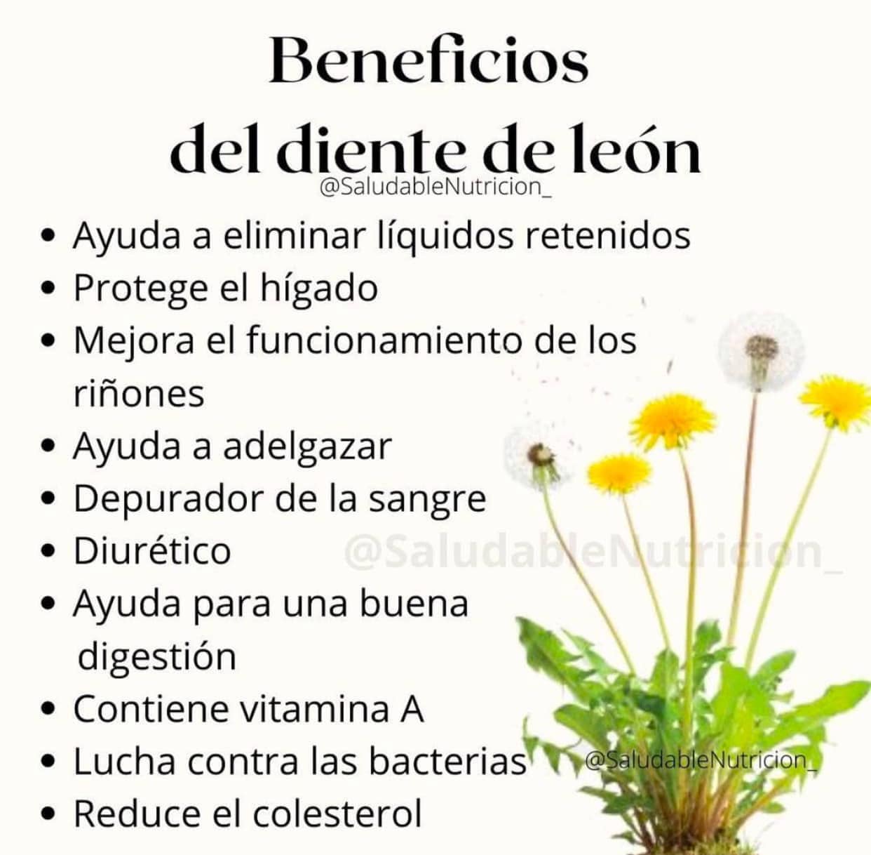 Diente de Leon: Un Remedio Natural para la Salud