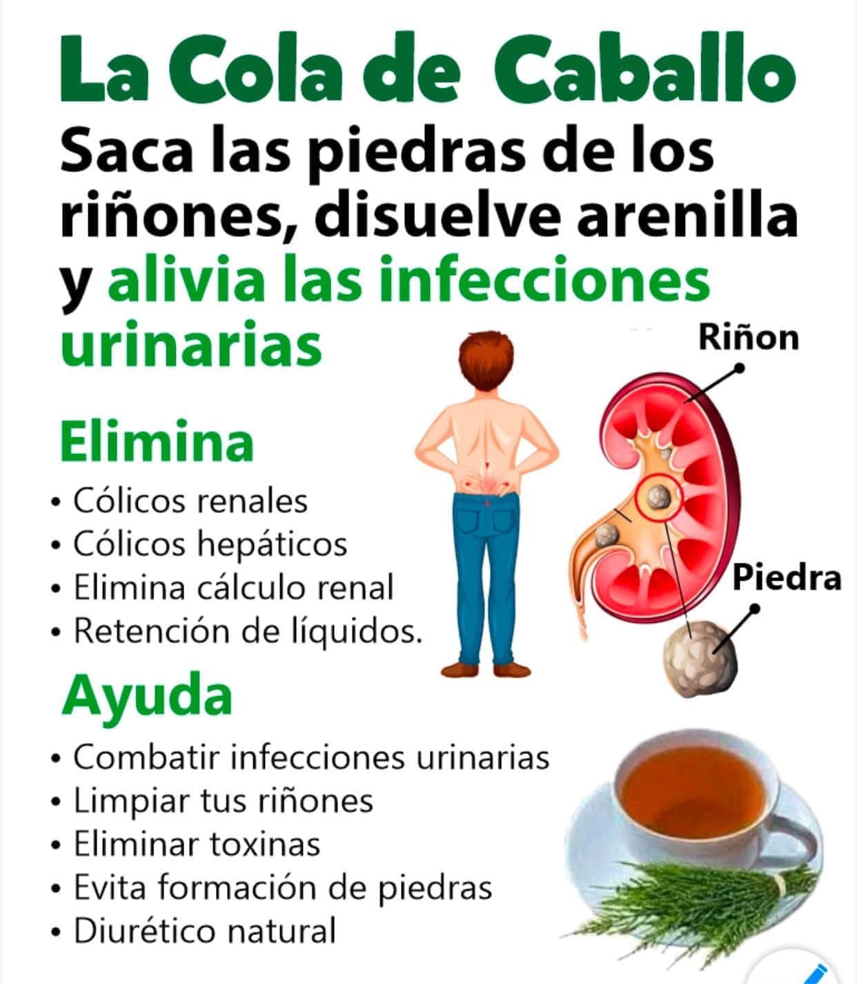 Cola de Caballo: Remedio Natural para la Salud Renal