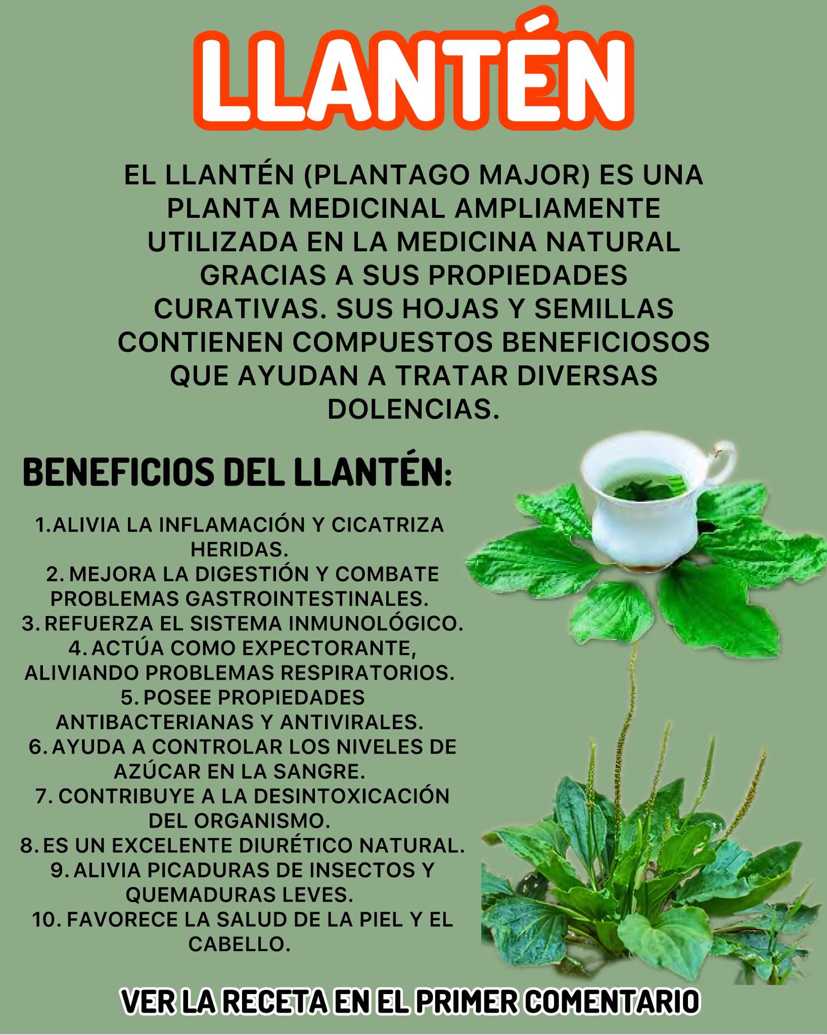 Propiedades Curativas del Llanten: Beneficios y Usos en Medicina Natural