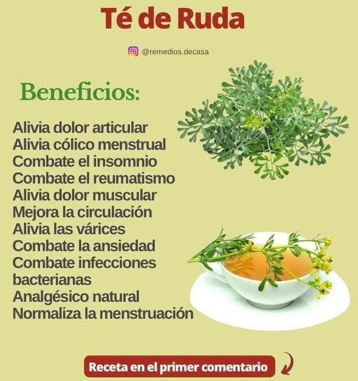 Ruda: Un Remedio Natural para Aliviar Multiples Afecciones